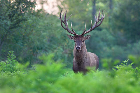 Natur